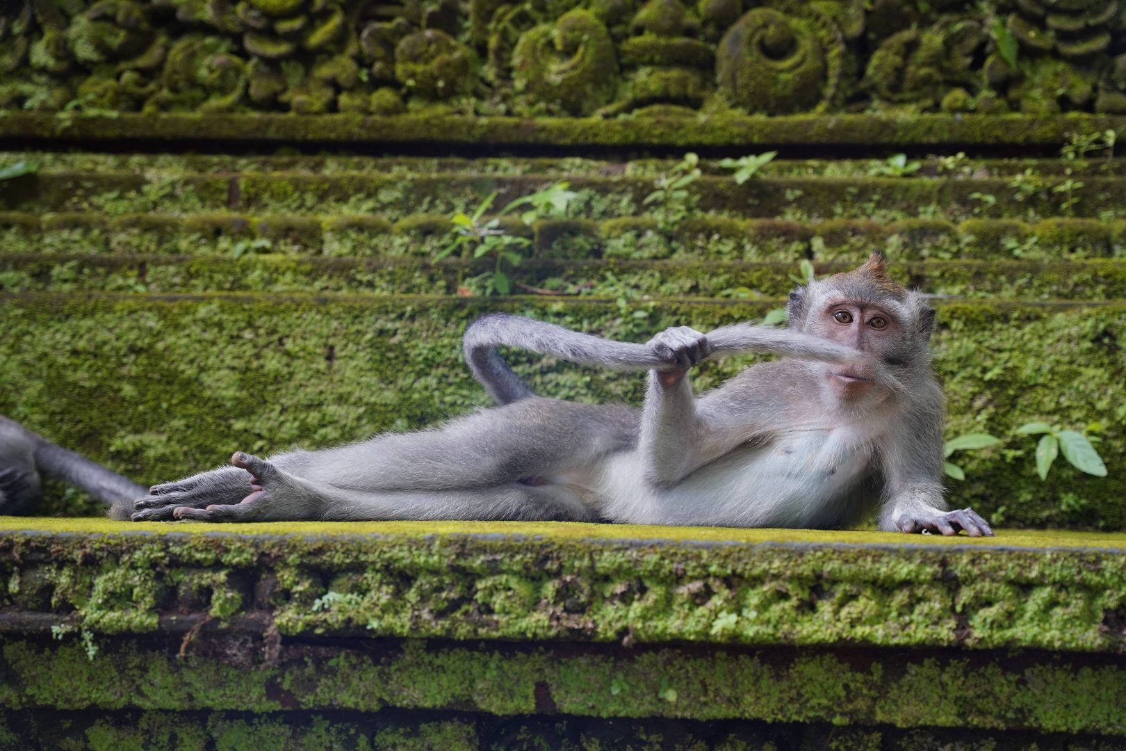 Comedy Wildlife baboon temple