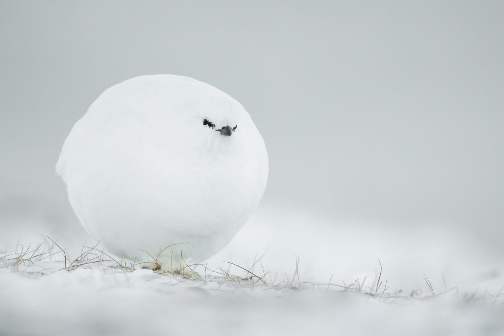 Comedy Wildlife 2023 white puffy bird