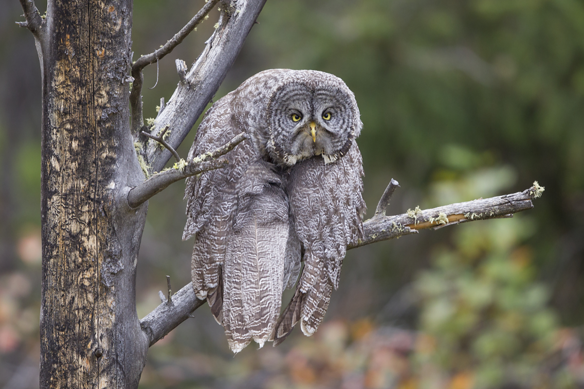 Comedy Wildlife tired owl