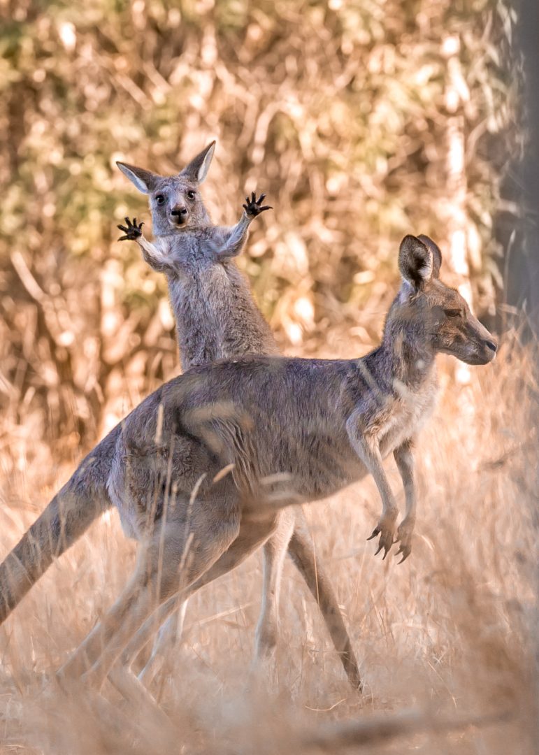 Comedy Wildlife 2023 happy kangaroo