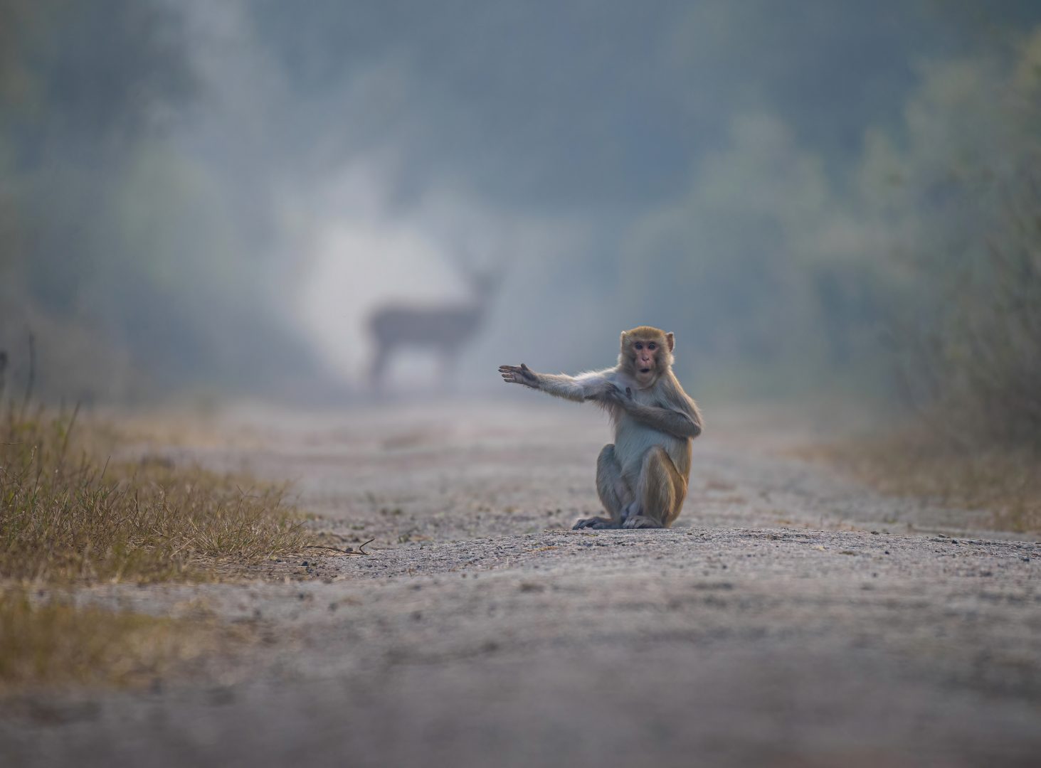 Comedy Wildlife Photography Awards 2023 singing monkey