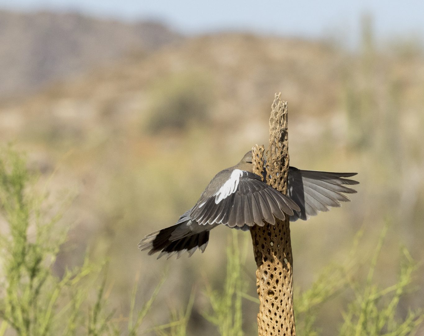 Comedy Wildlife Photography Awards 2023 smashing bird