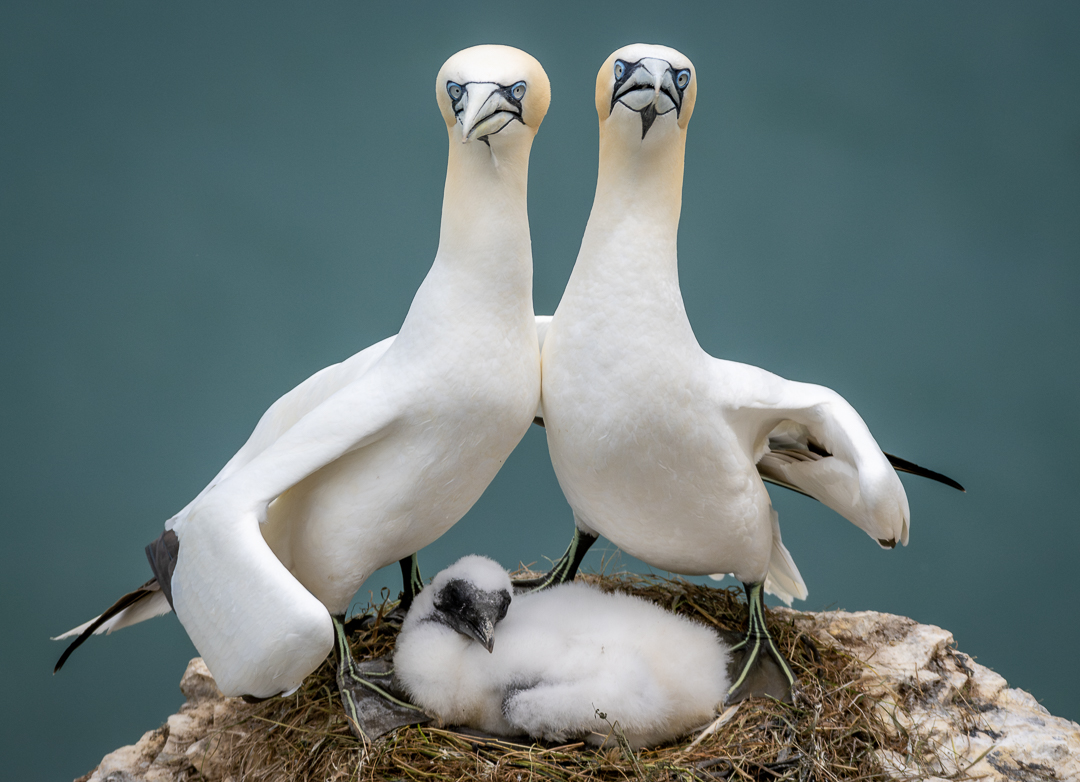 Comedy Wildlife Photography Awards 2023 proud parent birds