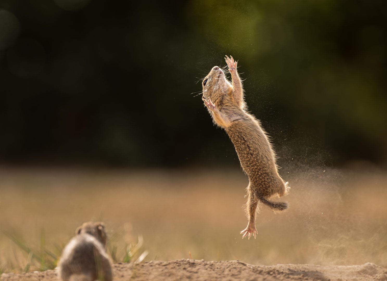 Comedy Wildlife otter 2023