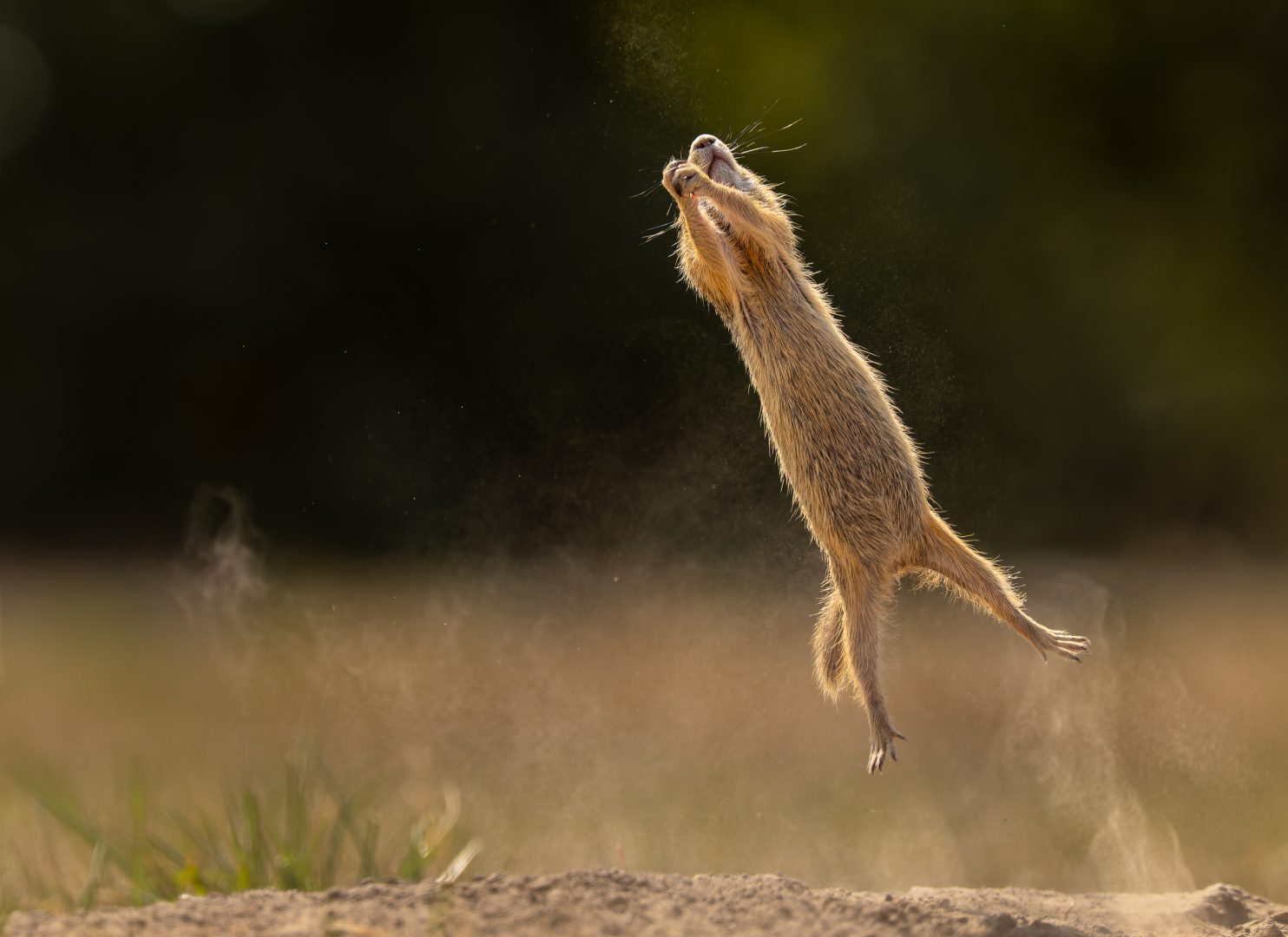 Comedy Wildlife Photography Awards 2023 otter flying