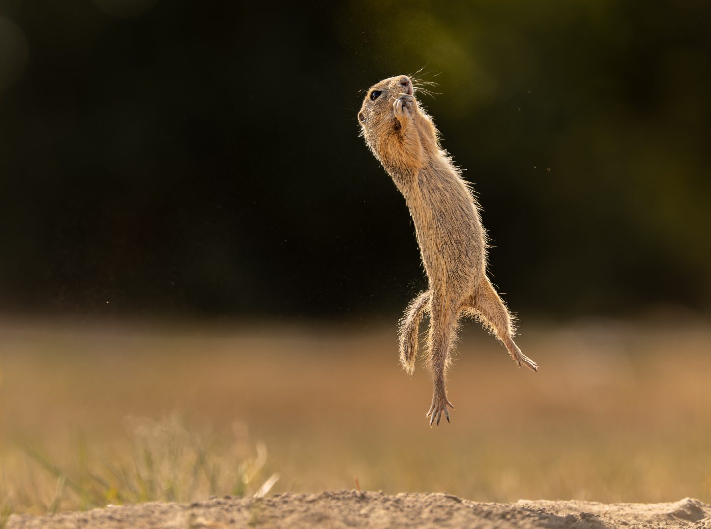 Comedy Wildlife Photography Awards 2023 otter