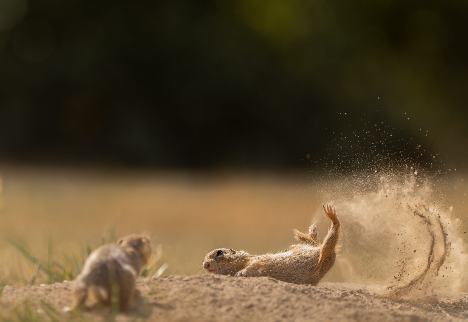 Comedy Wildlife Photography Awards 2023 otter falling
