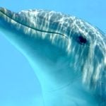 Dolphins filmed for the first time raiding crab bait from fishermen