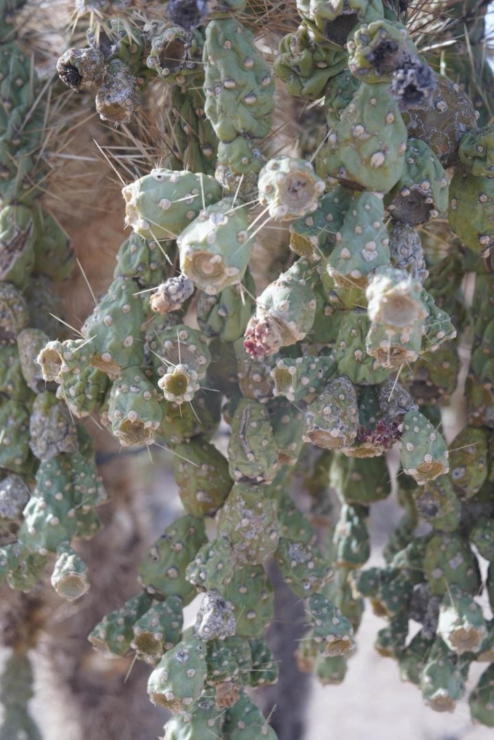 zeiss to af m-mount lens conversion cactus