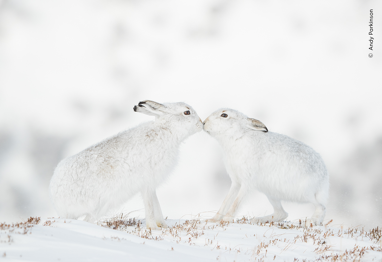 Wildlife Photographer of the Year bunnies kissing