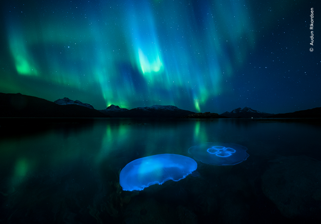 Wildlife Photographer of the Year aurora
