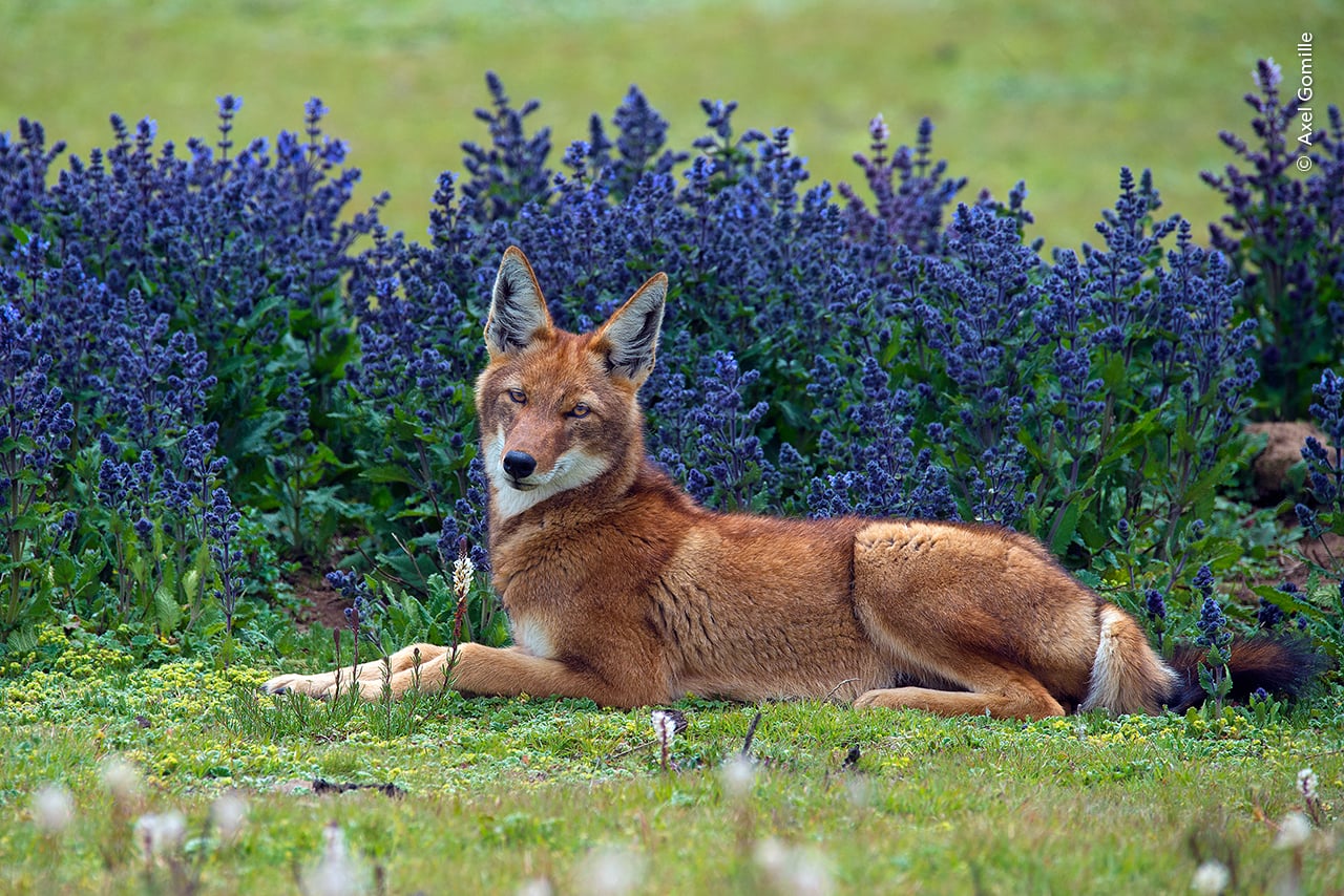 Wildlife Photographer of the Year lions wolf and flowers
