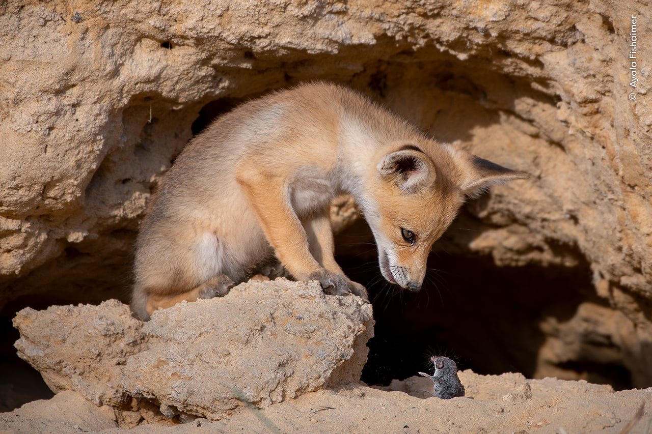 Wildlife Photographer of the Year fox and mouse