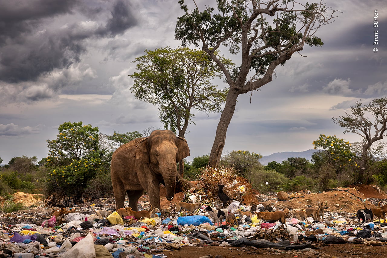 Wildlife Photographer of the Year elephant in garbage