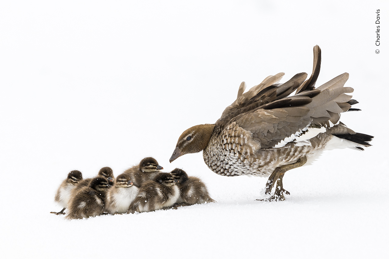 Wildlife Photographer of the Year bird family