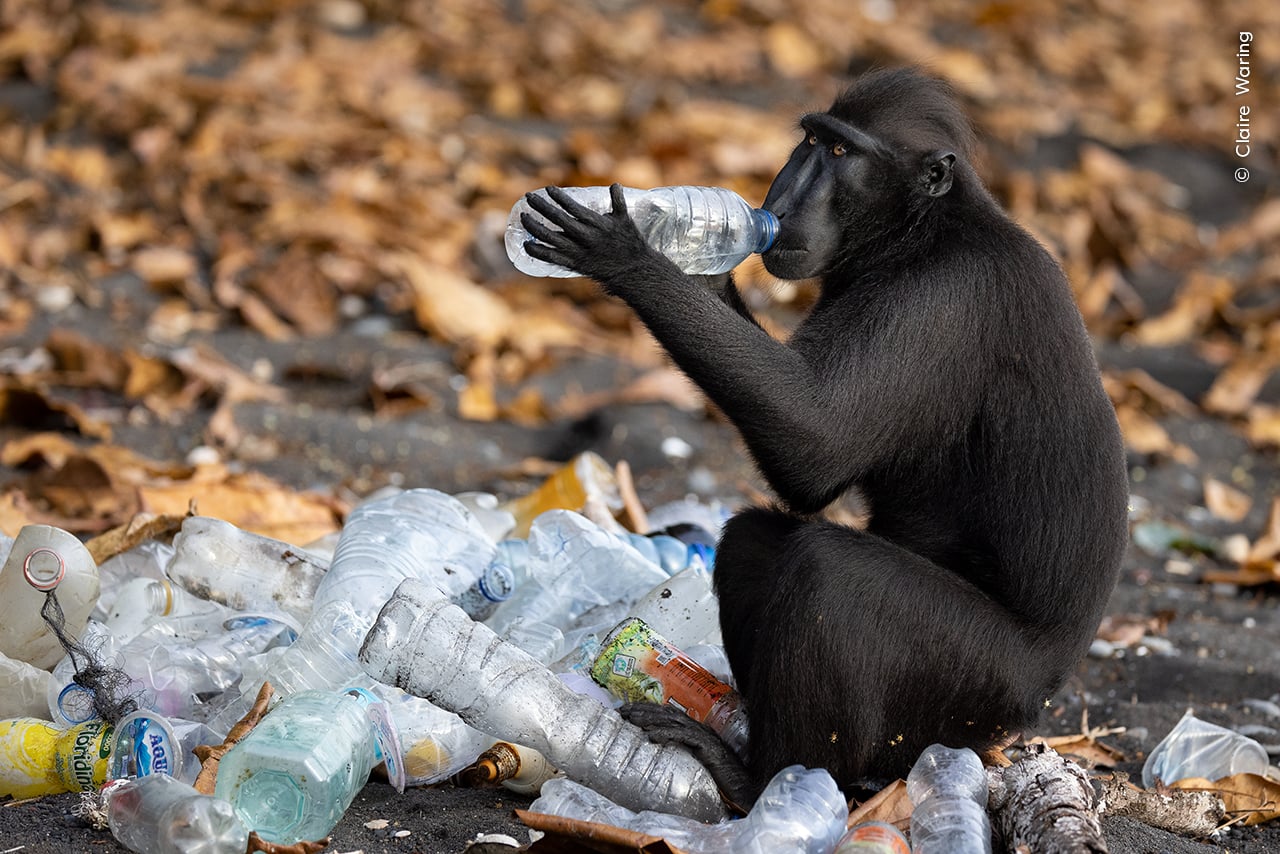 Wildlife Photographer of the Year monkey water