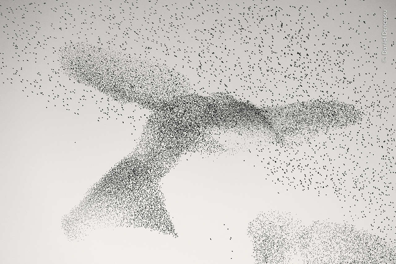 Wildlife Photographer of the Year starling murmuration