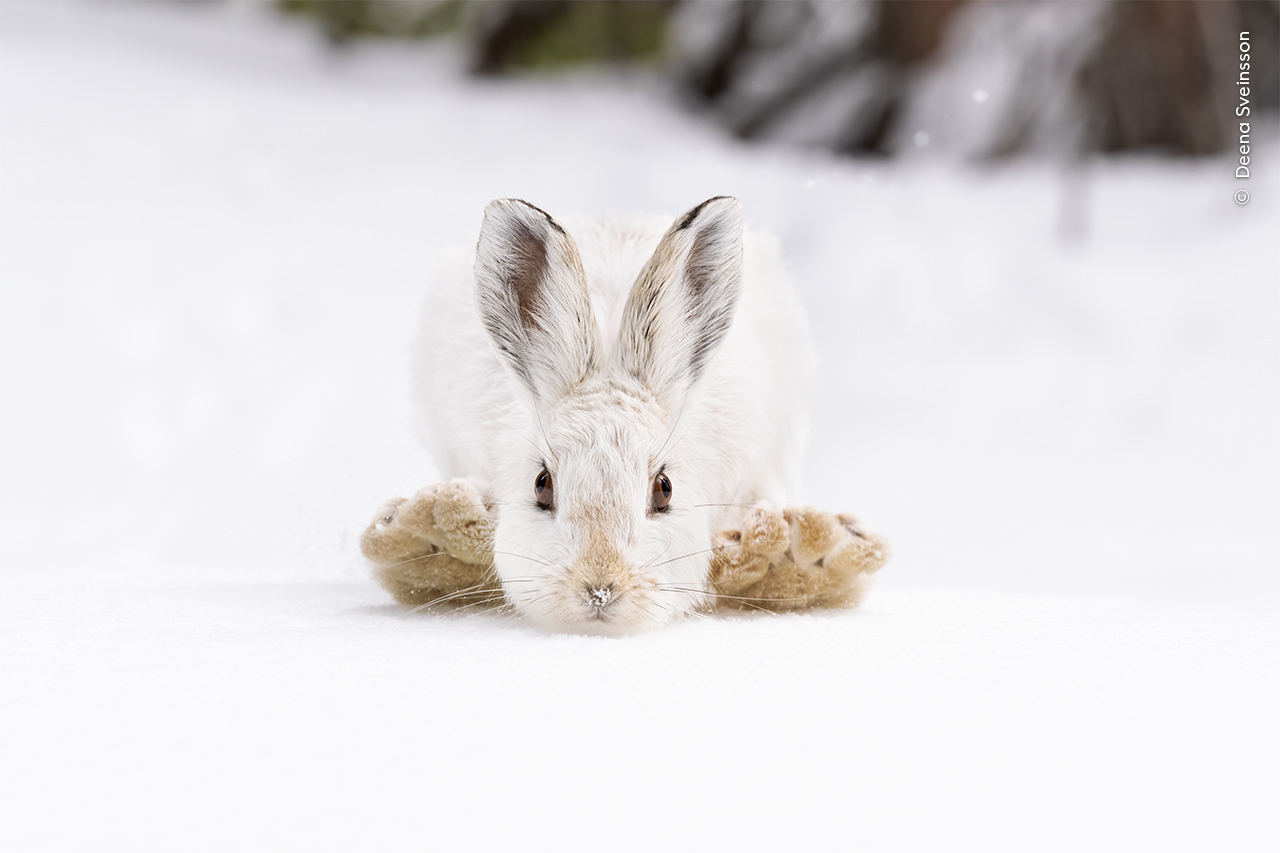 Wildlife Photographer of the Year bunny in show