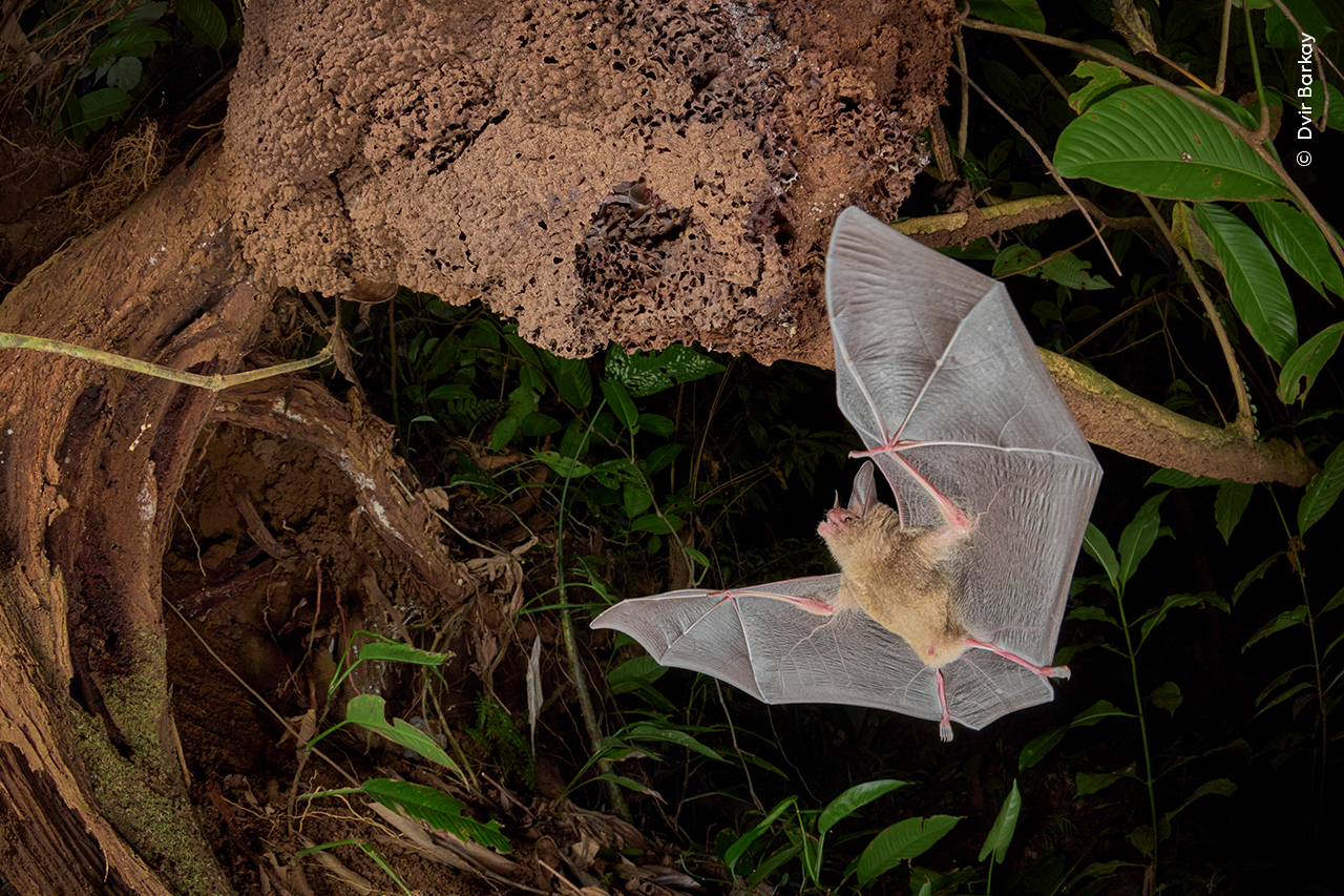 Wildlife Photographer of the Year cute little bat