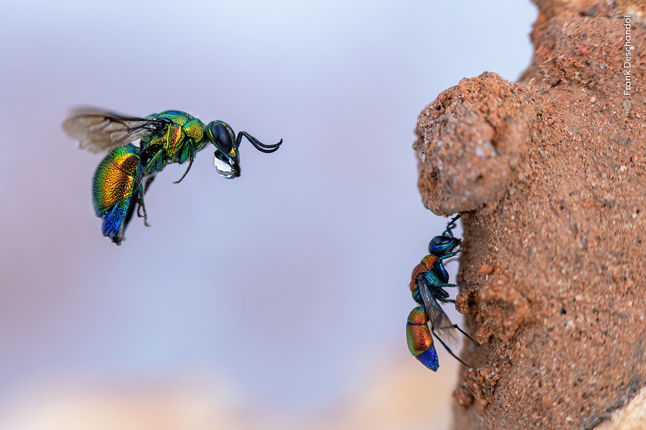 Wildlife Photographer of the Year insects up close