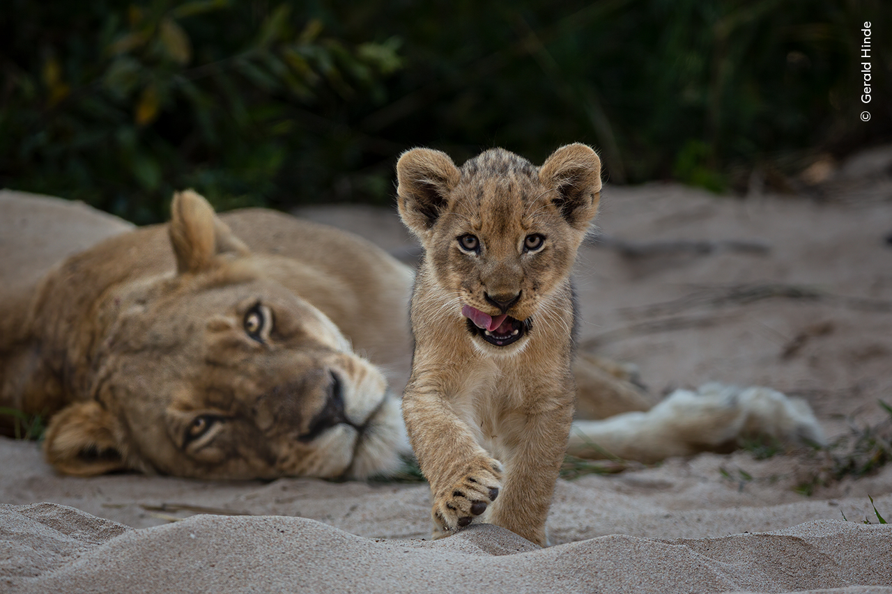 Wildlife Photographer of the Year lion cub and mom