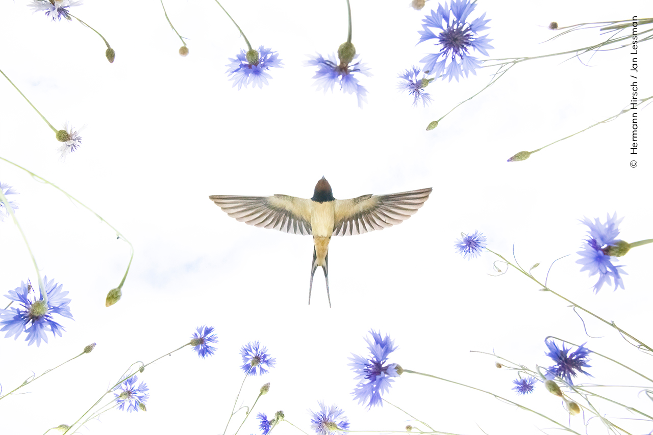 Wildlife Photographer of the Year bird and flowers