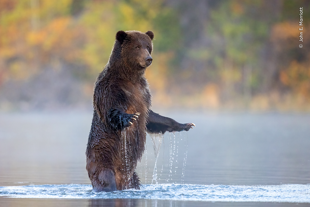 Wildlife Photographer of the Year bear bathing