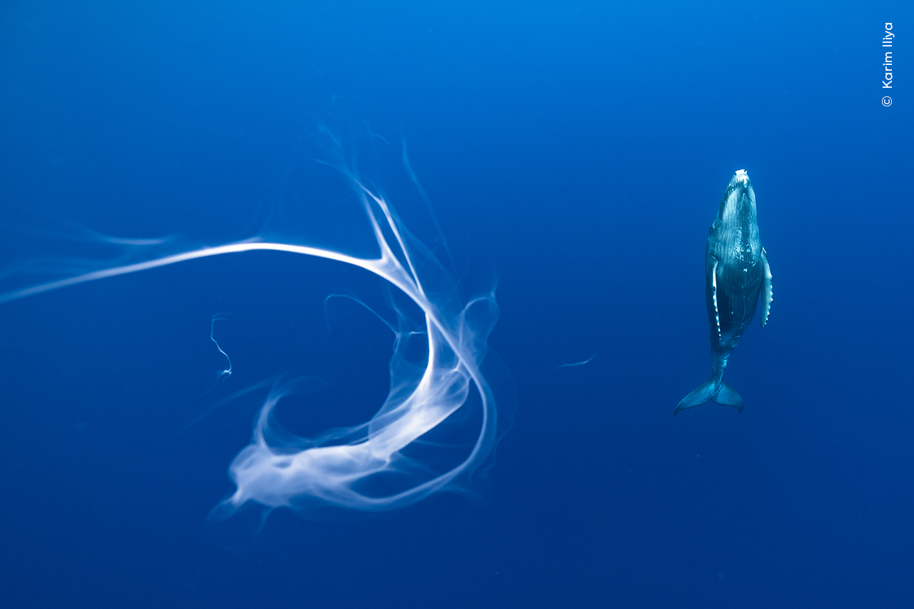 Wildlife Photographer of the Year underwater fish