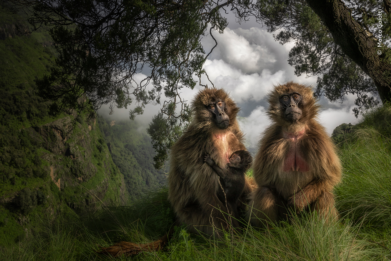 Wildlife Photographer of the Year monkey portraits