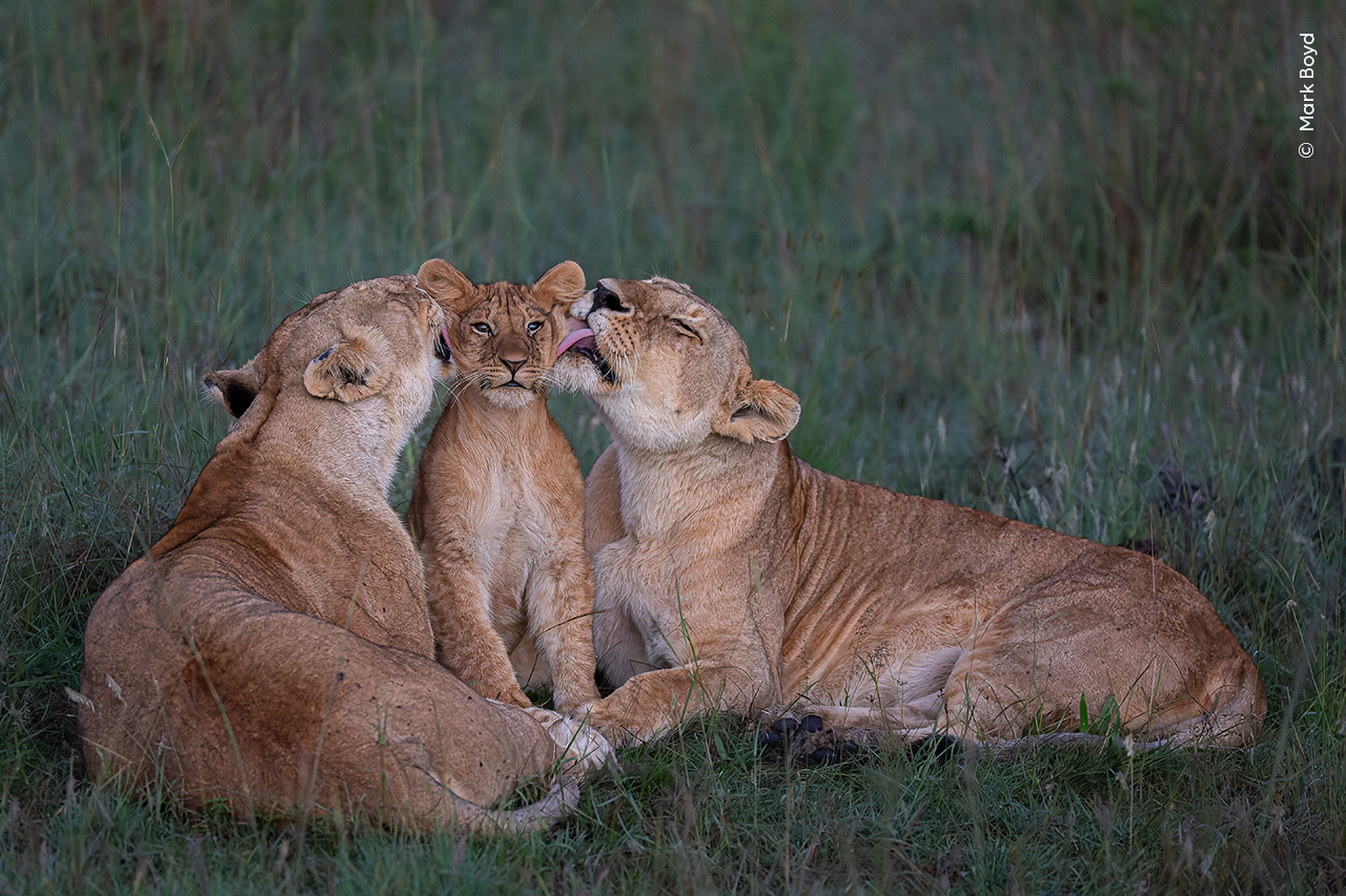 Wildlife Photographer of the Year lion family