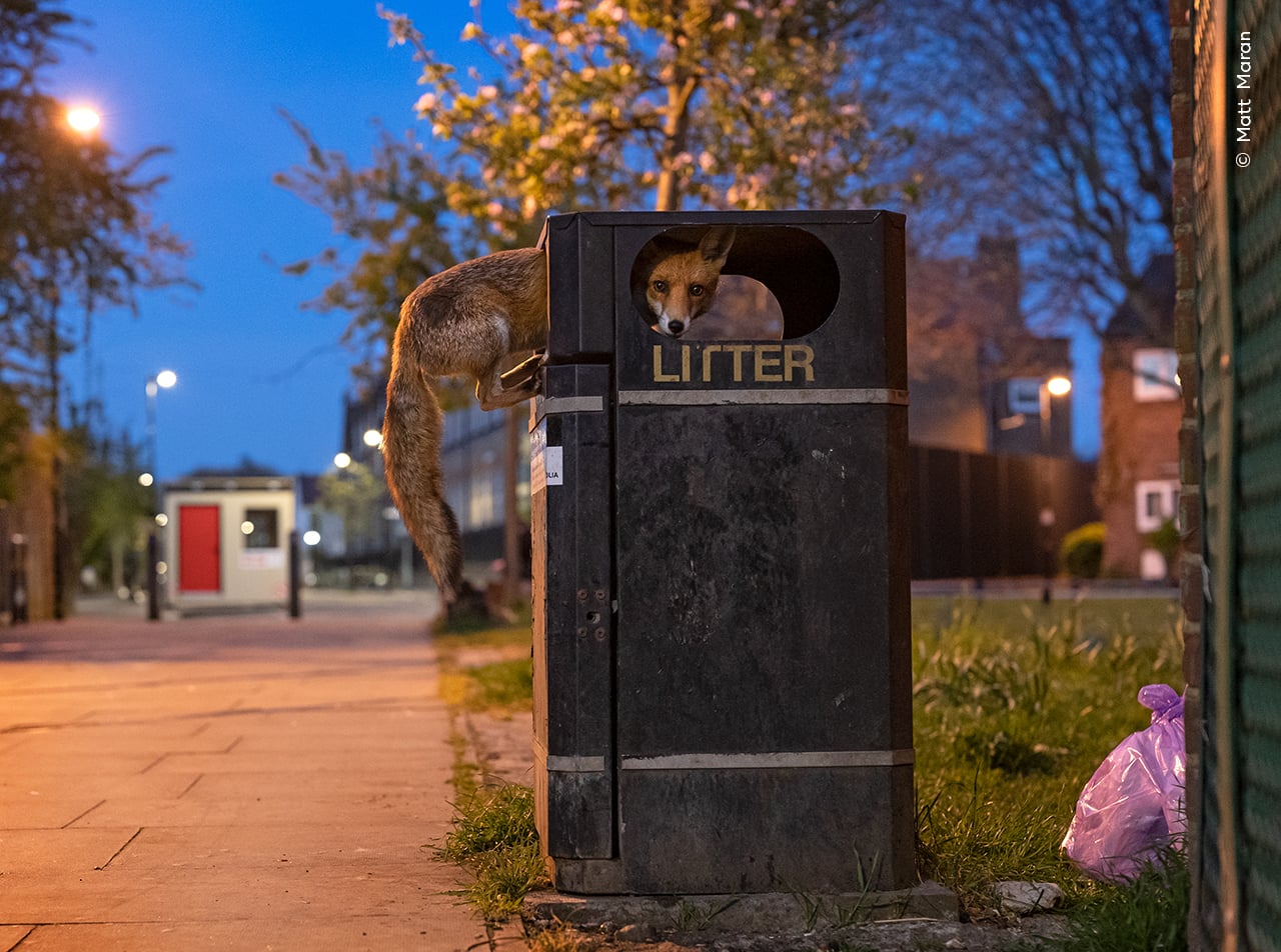 Wildlife Photographer of the Year fox in trash can