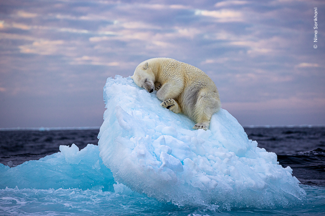 Wildlife Photographer of the Year polar bear and ice