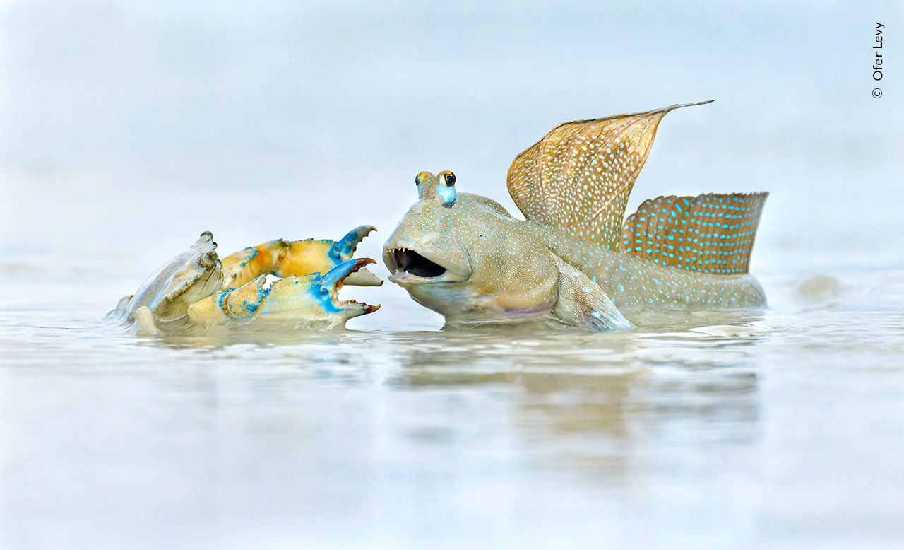 Wildlife Photographer of the Year mudfish