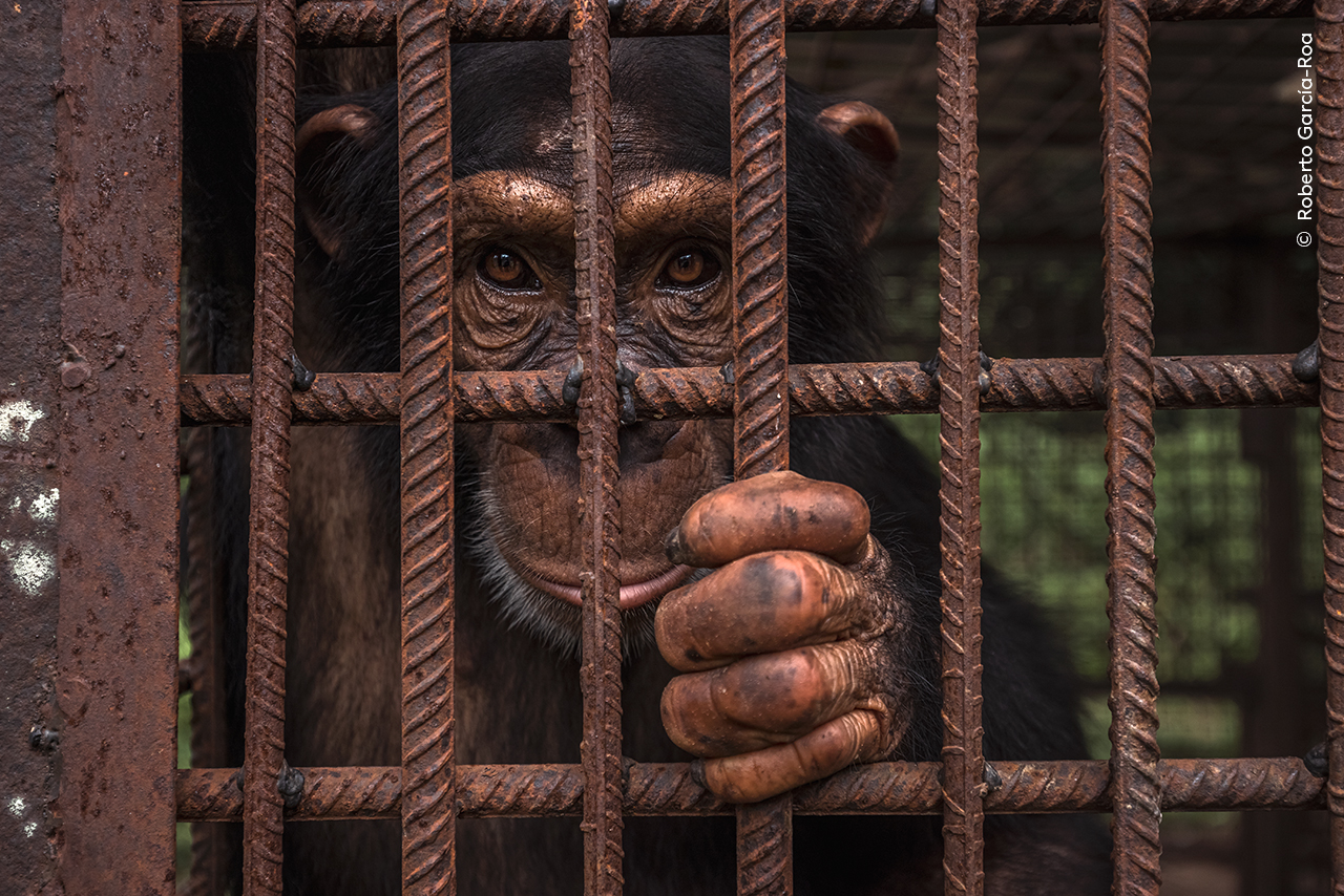 Wildlife Photographer of the Year trapped monkey