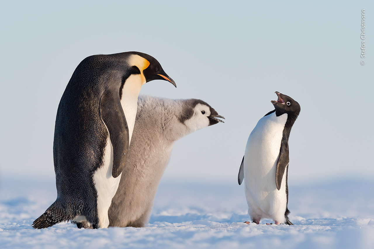Wildlife Photographer of the Year penguin family