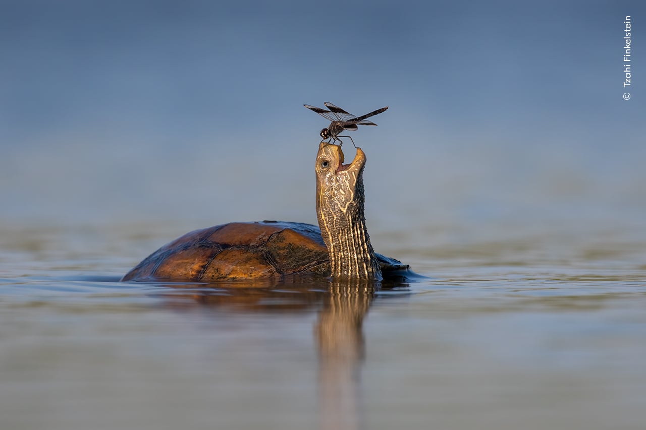 Wildlife Photographer of the Year turtle and dragonfly