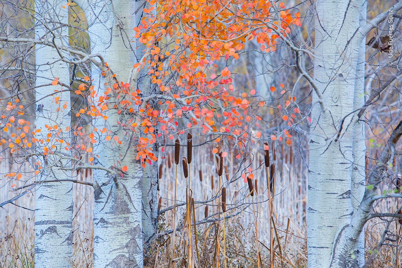 Wildlife Photographer of the Year orange trees