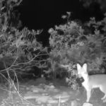 Cheeky fox steals three surveillance cameras in under ten minutes