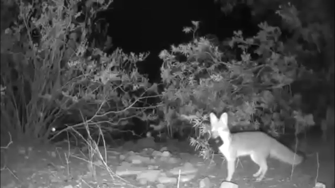Cheeky fox steals three surveillance cameras in under ten minutes
