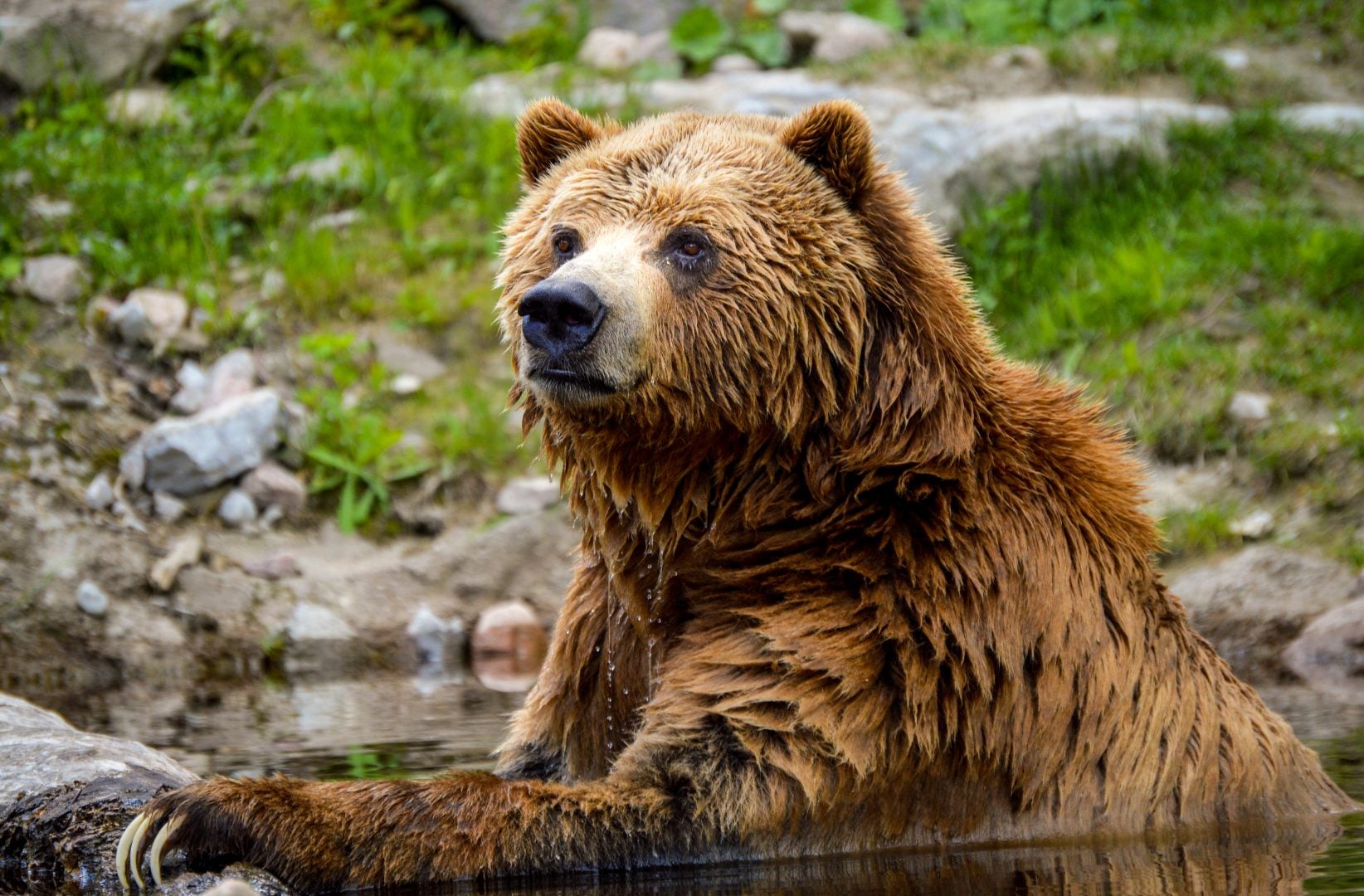 grizzly bear in water most popular DIYP posts