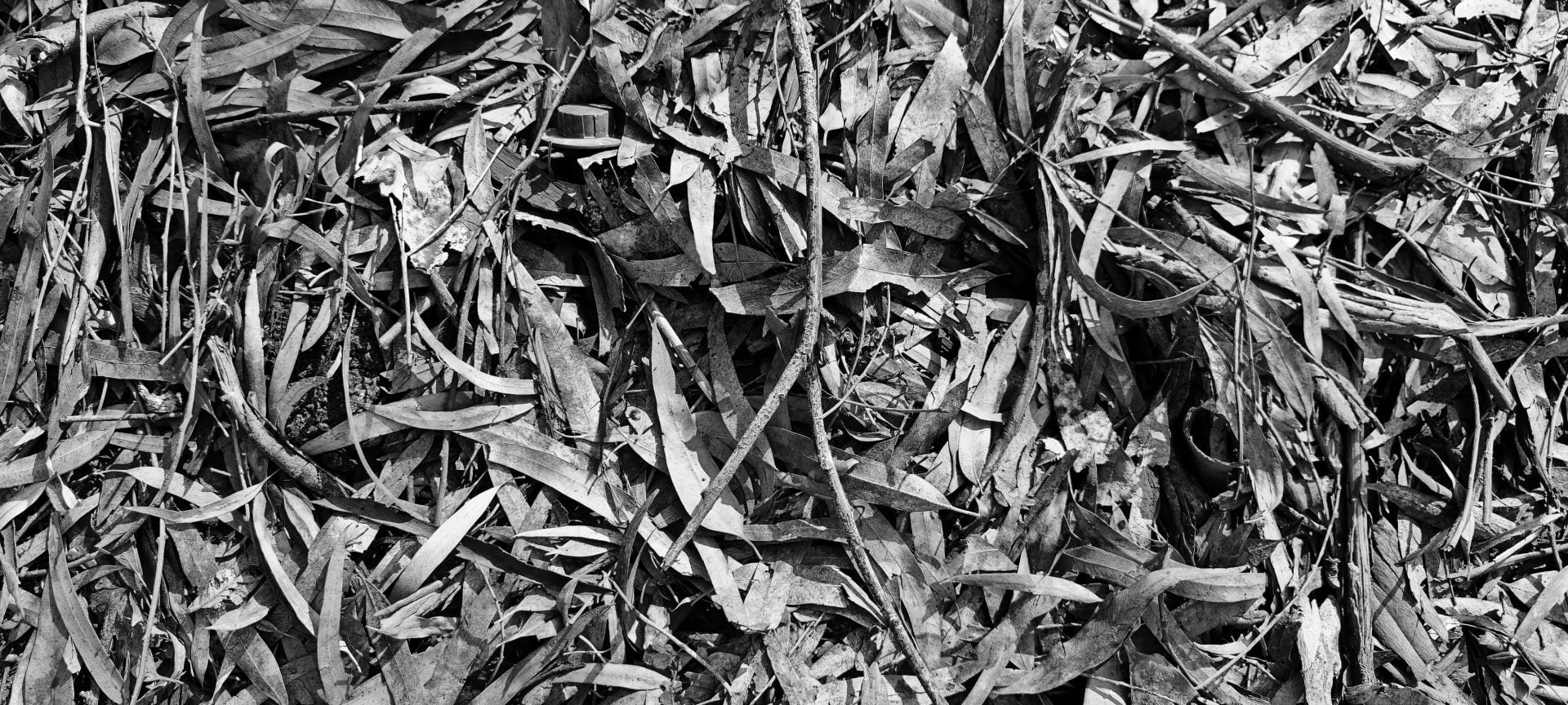 Vivo iQOO 12 camera black and white mode
