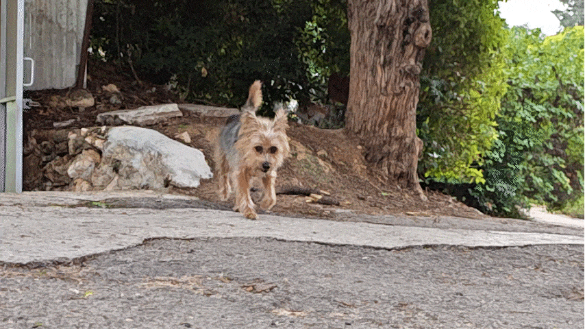 A running dog in 240FPS Vivo iQOO 12