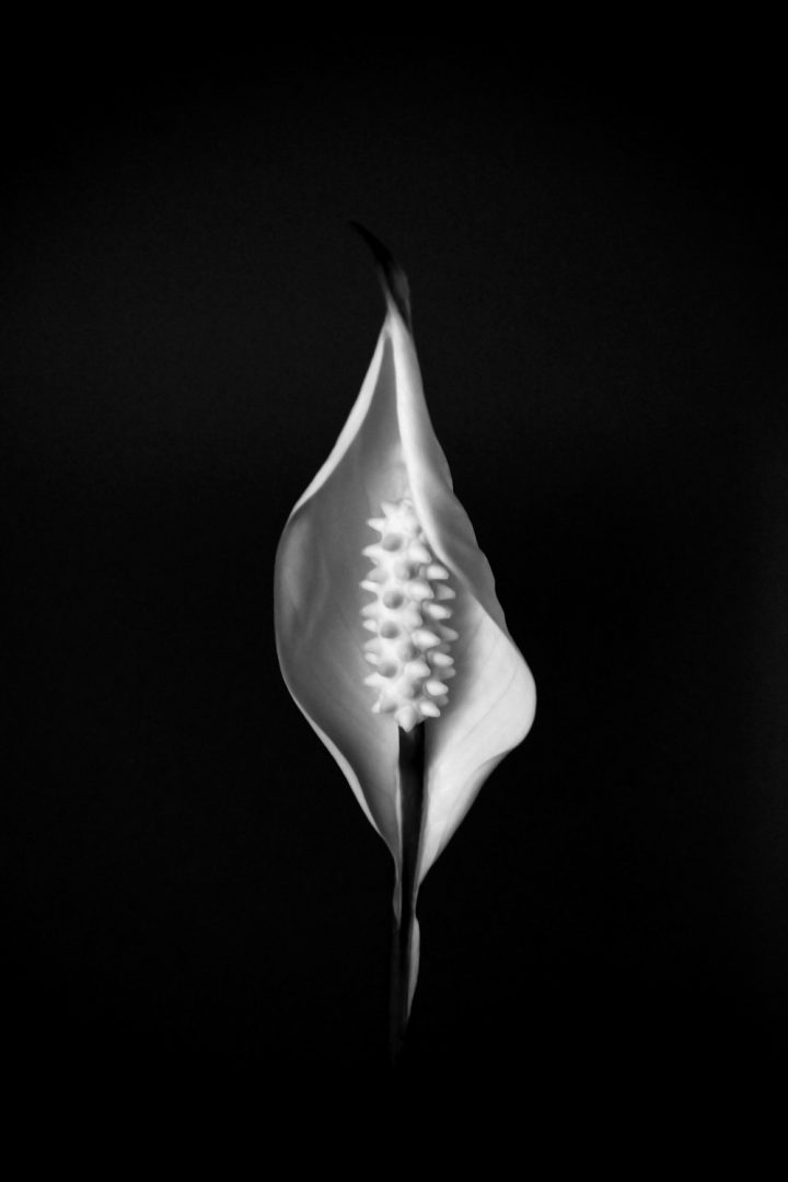 black and white photo contest non-professional