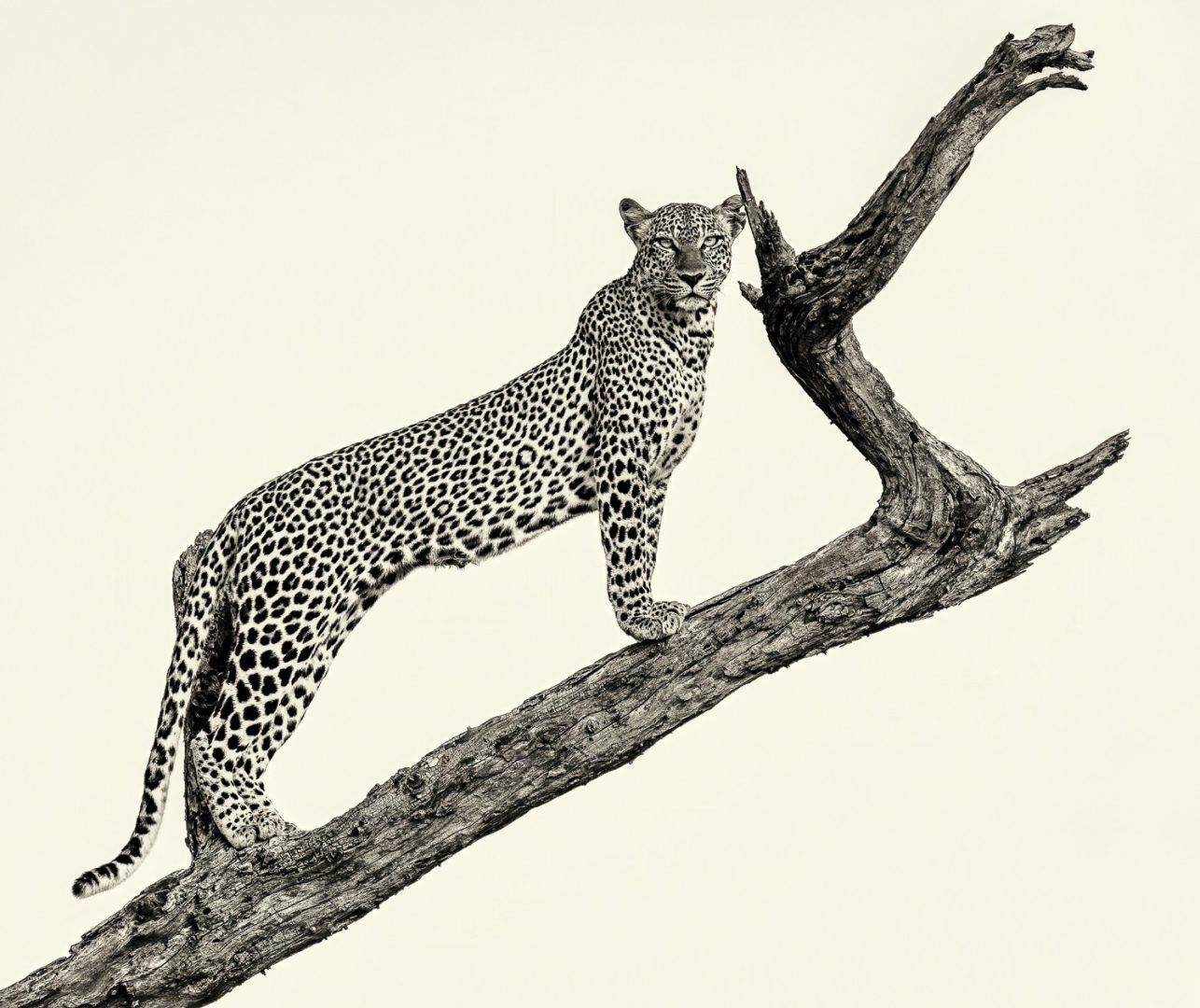 reFocus Awards-Wildlife-2023-BW-Sushil Chauhan-sushilchauhankenya