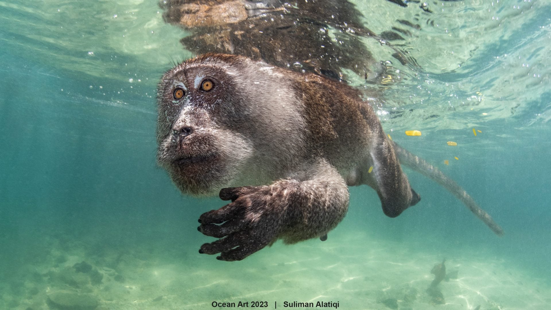 ocean art winner