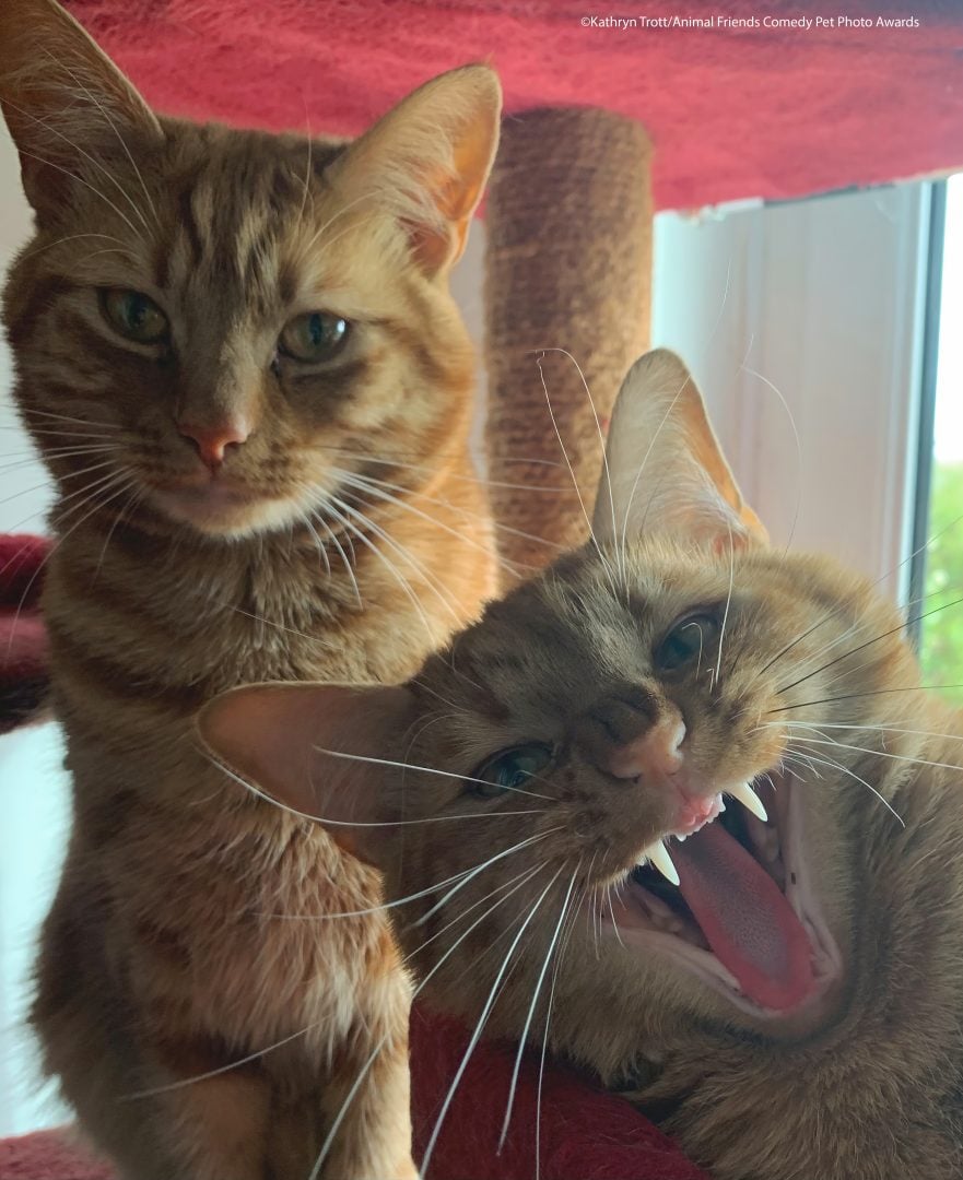 Comedy Pet Awards cats
