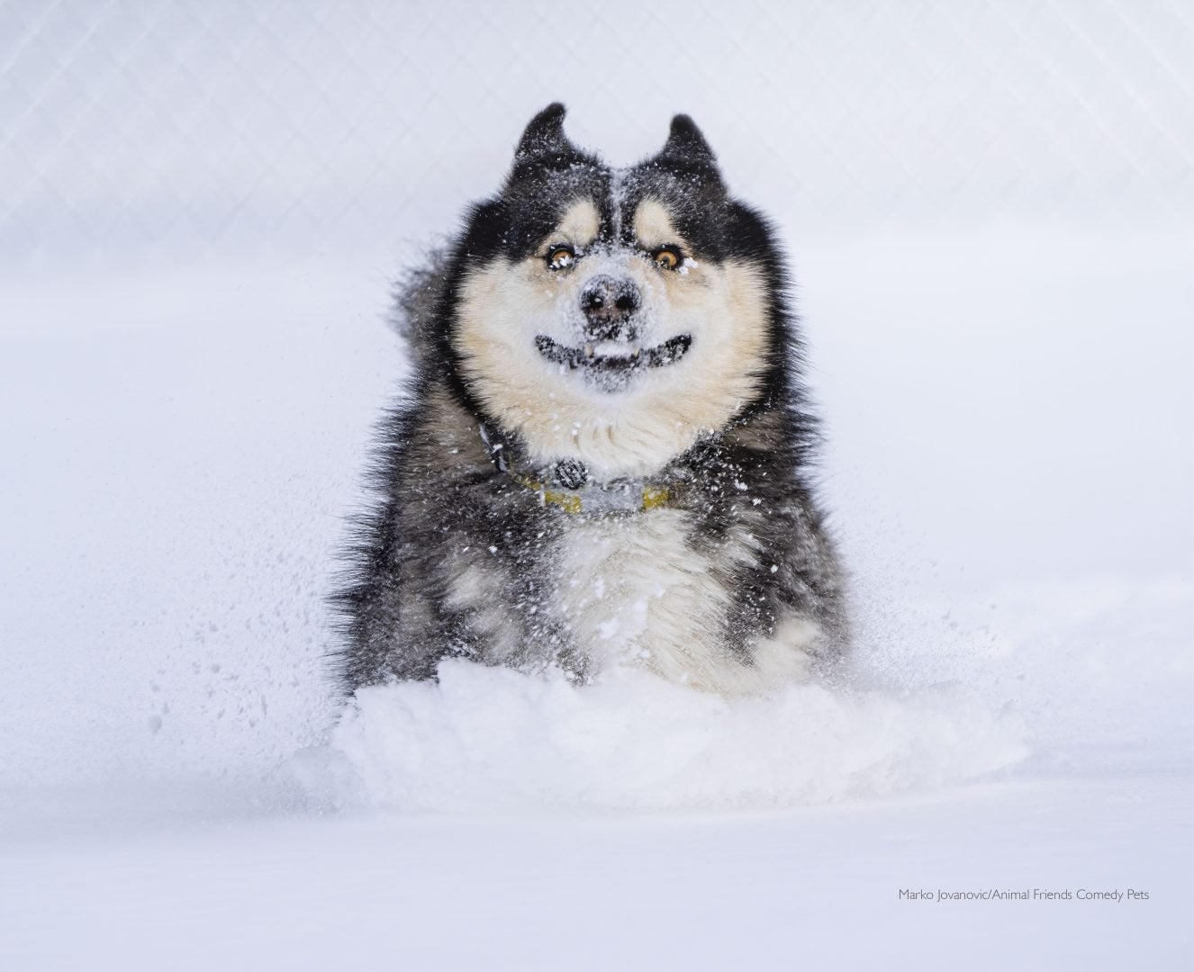 comedy pet husky