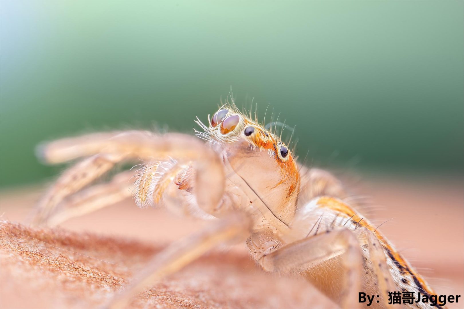 AstrHori 25mm f/2.8 Macro 2-5x
