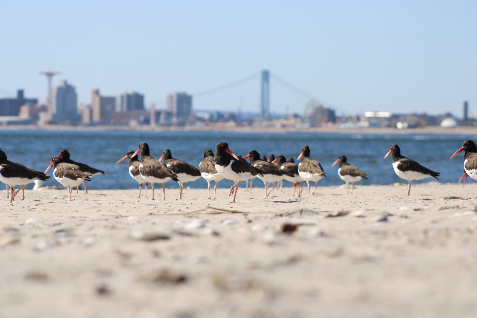 Audubon 2024 birds in landscape