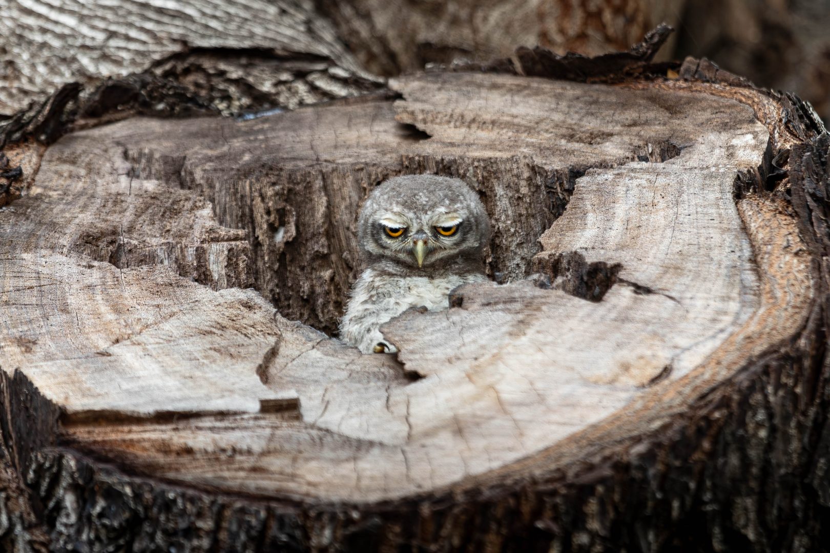 Nature Photography Contest 2023